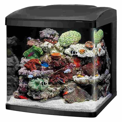 Coralife LED BioCube 32: Stylish all-in-one for reef, marine, and planted tanks